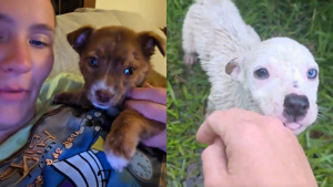 Illustration : Une famille recueille un pauvre chiot couvert de puces et découvre miraculeusement sa sœur grelottant sous la maison (vidéo)