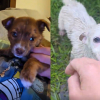 Illustration : Une famille recueille un pauvre chiot couvert de puces et d&eacute;couvre miraculeusement sa s&oelig;ur grelottant sous la maison (vid&eacute;o)