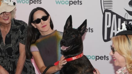Illustration : Adopt&eacute;e en refuge, Yuri du film &laquo; La Chienne &raquo; (&laquo; La Perra &raquo;) remporte Palm Dog 2026