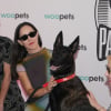 Illustration : Adopt&eacute;e en refuge, Yuri du film &laquo; La Chienne &raquo; (&laquo; La Perra &raquo;) remporte Palm Dog 2026