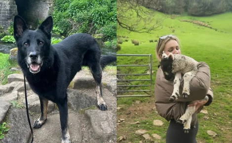 Ce chien policier à la retraite profite de sa promenade pour sauver un agneau aveugle que personne n'aurait repéré à temps (vidéo)