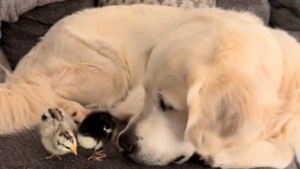 Illustration : Ce Golden Retriever impatient de rencontrer « ses » poussins ne peut contenir sa joie lorsqu'ils sortent enfin de la couveuse (vidéo)