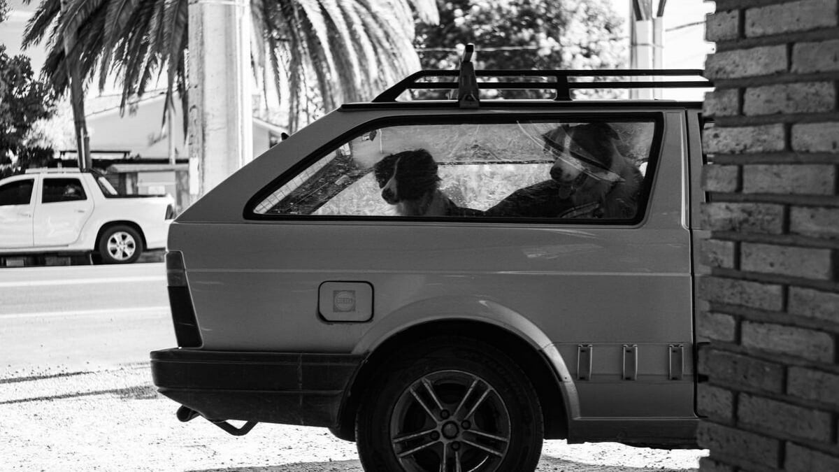 Illustration : "Alertée par des aboiements, une passante prévient les secours qui brisent une vitre pour sauver 3 chiens enfermés dans une voiture surchauffée"