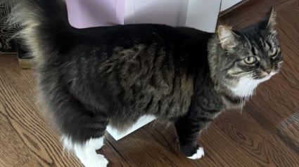 Illustration : En miaulant sans rel&acirc;che, cette chatte aide un couple &agrave; &eacute;chapper &agrave; une grave intoxication au monoxyde de carbone