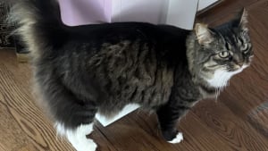 Illustration : En miaulant sans relâche, cette chatte aide un couple à échapper à une grave intoxication au monoxyde de carbone