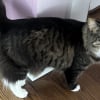 Illustration : En miaulant sans rel&acirc;che, cette chatte aide un couple &agrave; &eacute;chapper &agrave; une grave intoxication au monoxyde de carbone