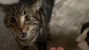 Illustration : « Tu n'as pas honte ? », ce chat tigré se sent trahi lorsqu’il comprend que sa maîtresse a caressé un autre félin (vidéo)