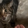 Illustration : &laquo; Tu n'as pas honte ? &raquo;, ce chat tigr&eacute; se sent trahi lorsqu&rsquo;il comprend que sa ma&icirc;tresse a caress&eacute; un autre f&eacute;lin (vid&eacute;o)