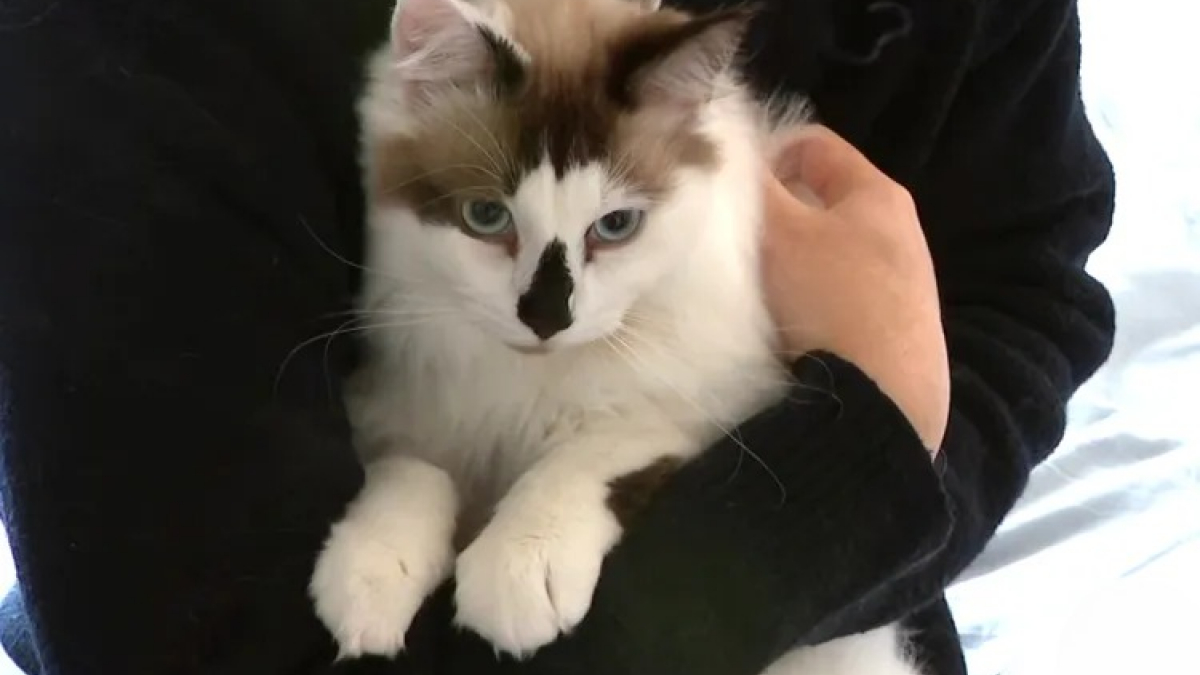 Illustration : "« C’est un miraculé », un chat de 9 mois chute du 20e étage avant d’être retrouvé vivant avec seulement de légères blessures (vidéo)"