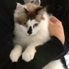 Illustration : &laquo; C&rsquo;est un miracul&eacute; &raquo;, un chat de 9 mois chute du 20e &eacute;tage avant d&rsquo;&ecirc;tre retrouv&eacute; vivant avec seulement de l&eacute;g&egrave;res blessures (vid&eacute;o)