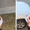 Illustration : Un papa surprend ses enfants avec un chiot Golden Retriever et d&eacute;clenche une immense r&eacute;action de joie (vid&eacute;o)