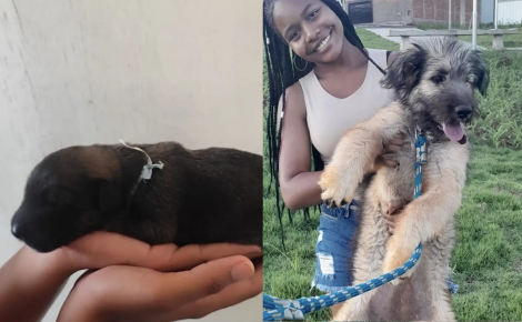 Une femme adopte un minuscule chiot noir jeté dans un sac et filme sa transformation physique totale en seulement quelques mois