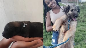 Illustration : Une femme adopte un minuscule chiot noir jeté dans un sac et filme sa transformation physique totale en seulement quelques mois