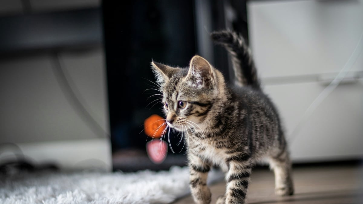 Illustration : "Frustration prédatrice, une étude scientifique déconseille l'utilisation excessive du laser pour jouer avec votre chat"