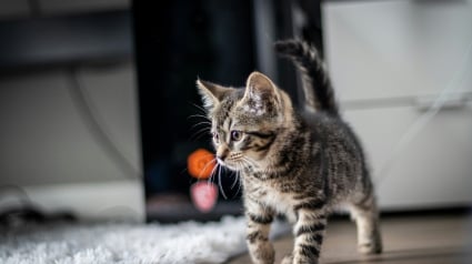 Illustration : Frustration pr&eacute;datrice, une &eacute;tude scientifique d&eacute;conseille l'utilisation excessive du laser pour jouer avec votre chat