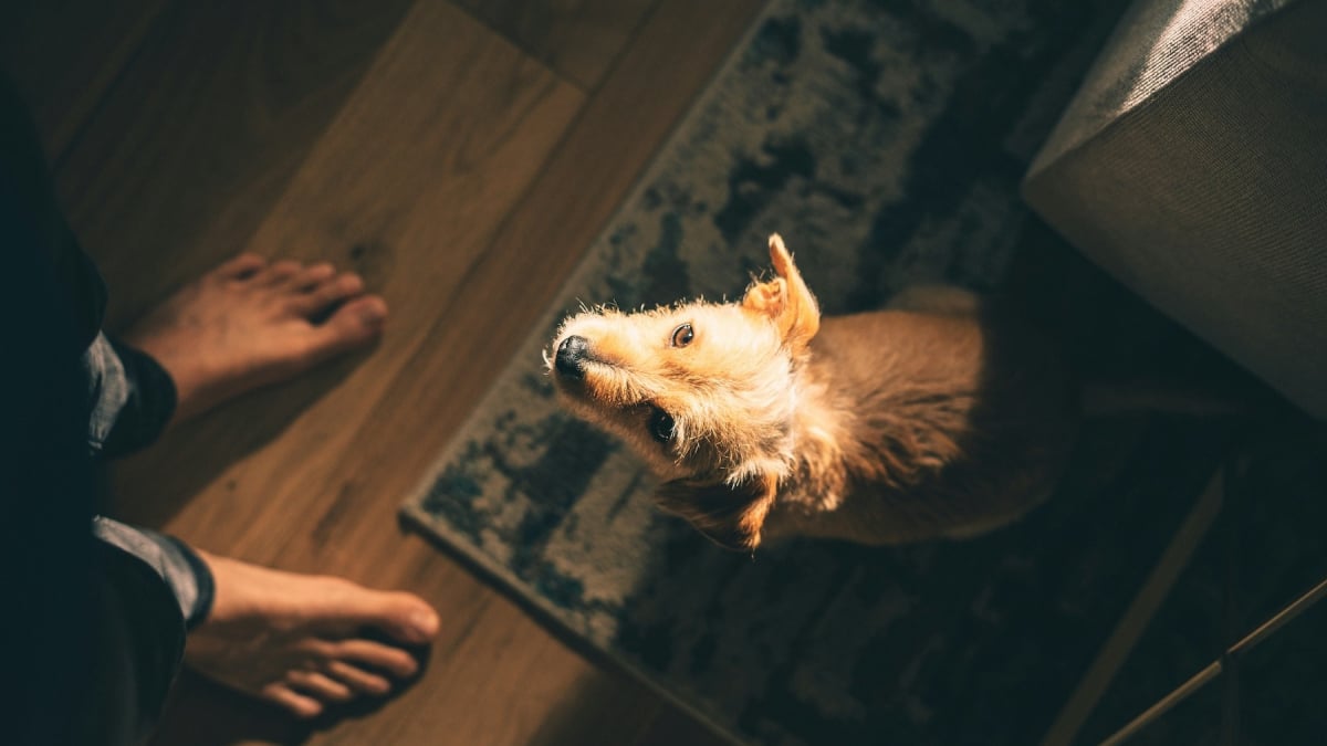 Illustration : "Pourquoi votre chien s'acharne-t-il à vous lécher les pieds ?"