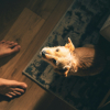 Illustration : Pourquoi votre chien s'acharne-t-il &agrave; vous l&eacute;cher les pieds ?