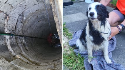 Illustration : Tomb&eacute; dans un puits de 15 m&egrave;tres rempli d&rsquo;eau, ce chien est remont&eacute; sain et sauf par les pompiers et rendu &agrave; sa famille