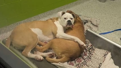 Illustration : Apr&egrave;s l&rsquo;adoption de son fr&egrave;re, un chien de refuge anxieux trouve du r&eacute;confort aupr&egrave;s d'une autre pensionnaire qui veillait toujours sur lui