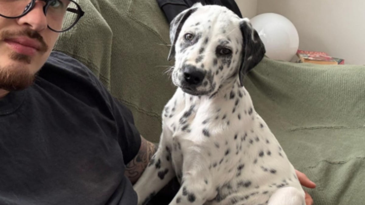 Illustration : "Ce chiot croisé Dalmatien et Staffie à l'aspect unique connaît enfin une vie normale après avoir souffert de la teigne"