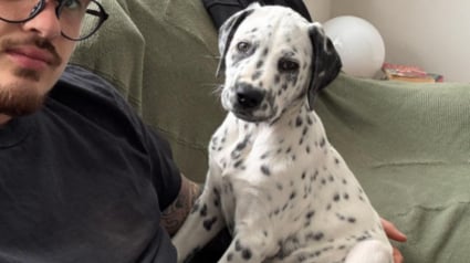 Illustration : Ce chiot crois&eacute; Dalmatien et Staffie &agrave; l'aspect unique conna&icirc;t enfin une vie normale apr&egrave;s avoir souffert de la teigne