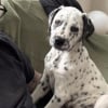 Illustration : Ce chiot crois&eacute; Dalmatien et Staffie &agrave; l'aspect unique conna&icirc;t enfin une vie normale apr&egrave;s avoir souffert de la teigne