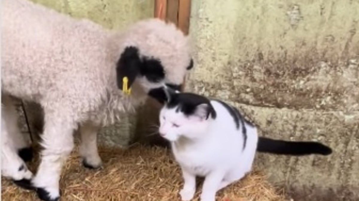 Illustration : "Ce chat de ferme a un tel succès auprès des moutons qu'ils « se passent le mot » pour lui réclamer un câlin (vidéo) "
