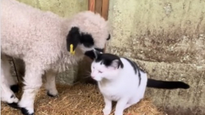 Illustration : Ce chat de ferme a un tel succès auprès des moutons qu'ils « se passent le mot » pour lui réclamer un câlin (vidéo) 