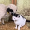 Illustration : Ce chat de ferme a un tel succ&egrave;s aupr&egrave;s des moutons qu'ils &laquo; se passent le mot &raquo; pour lui r&eacute;clamer un c&acirc;lin (vid&eacute;o) 