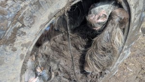 Illustration : Un poney coinc&eacute; dans un pneu de tracteur a pu &ecirc;tre lib&eacute;r&eacute; gr&acirc;ce &agrave; la mobilisation de plusieurs habitants