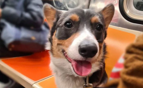 12 photos de chiens qui prennent le métro avec style