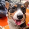 Illustration : 12 photos de chiens qui prennent le m&eacute;tro avec style