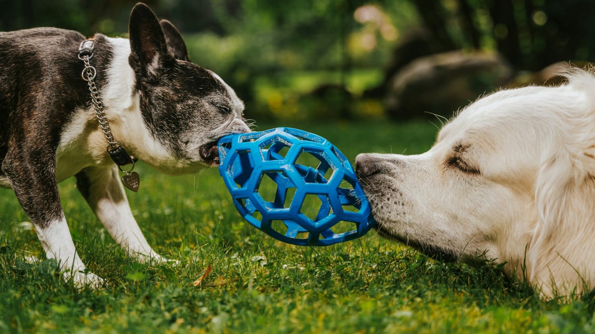 Illustration : "Jeu du tir à la corde : pourquoi votre chien vous rapporte son jouet mais refuse de le lâcher ?"