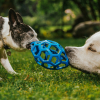 Illustration : Jeu du tir &agrave; la corde : pourquoi votre chien vous rapporte son jouet mais refuse de le l&acirc;cher ?