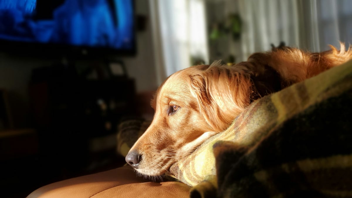 Illustration : "Laisser la télévision ou la radio allumée apaise-t-il vraiment un chien seul ?"
