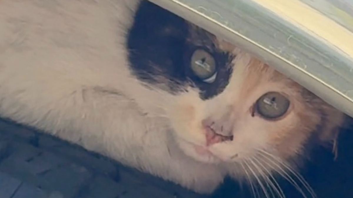 Illustration : "Elle trouve un chat errant dans sa voiture qui ressemble tellement à son félin d’enfance qu’elle décide de l’adopter (vidéo)"