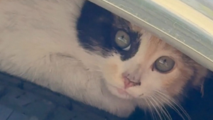 Illustration : Elle trouve un chat errant dans sa voiture qui ressemble tellement à son félin d’enfance qu’elle décide de l’adopter (vidéo)