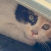 Illustration : Elle trouve un chat errant dans sa voiture qui ressemble tellement &agrave; son f&eacute;lin d&rsquo;enfance qu&rsquo;elle d&eacute;cide de l&rsquo;adopter (vid&eacute;o)