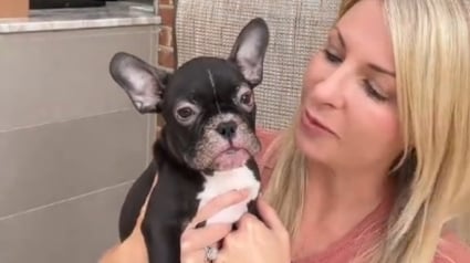 Illustration : Une conductrice s'arr&ecirc;te pour secourir un chiot Bouledogue Fran&ccedil;ais malade abandonn&eacute; sur la route et filme sa gu&eacute;rison
