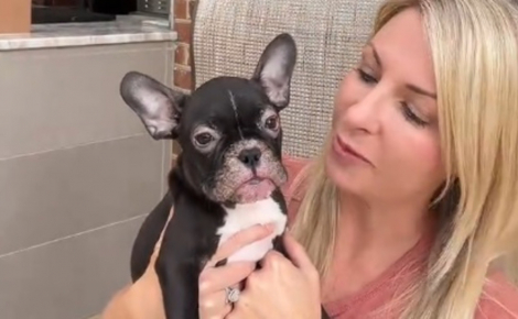 Une conductrice s'arrête pour secourir un chiot Bouledogue Français malade abandonné sur la route et filme sa guérison
