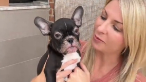 Illustration : Une conductrice s'arrête pour secourir un chiot Bouledogue Français malade abandonné sur la route et filme sa guérison