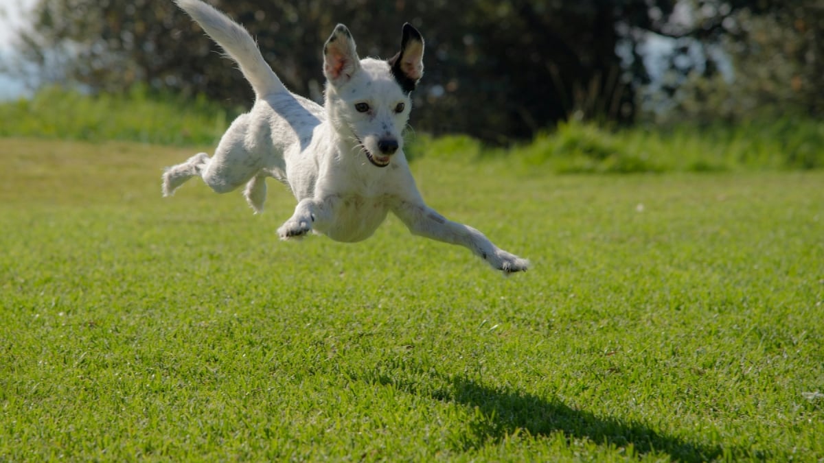 Illustration : "Pourquoi votre chien chasse-t-il des mouches imaginaires ?"