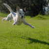 Illustration : Pourquoi votre chien chasse-t-il des mouches imaginaires ?