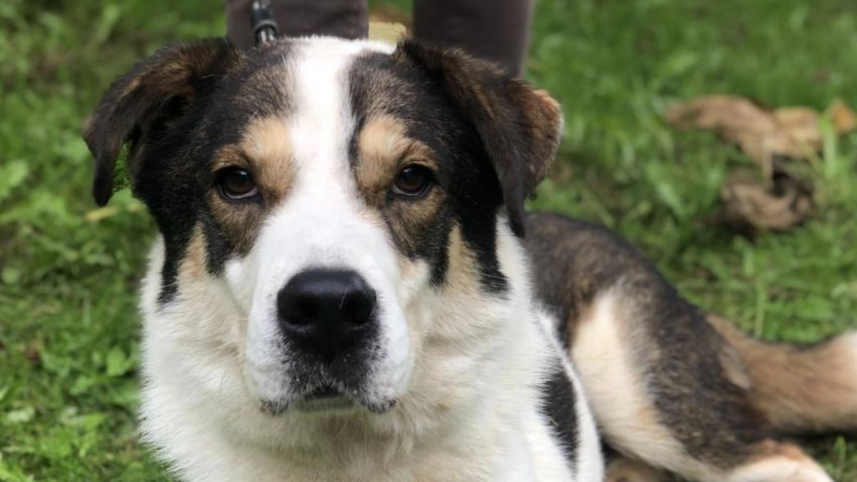 Illustration : "En Dordogne, la justice reconnaît la maltraitance extrême subie par Louki, un chien retrouvé dans un sac avec le museau et les pattes scotchés "