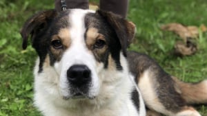 Illustration : "En Dordogne, la justice reconnaît la maltraitance extrême subie par Louki, un chien retrouvé dans un sac avec le museau et les pattes scotchés "
