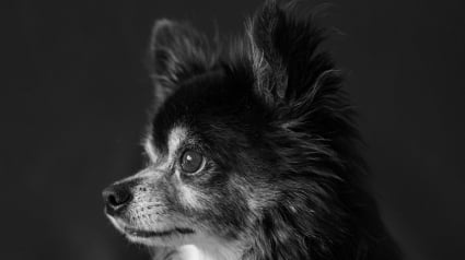 Illustration : La police sauve 24 Chihuahuas maigres et priv&eacute;s d&rsquo;eau, enferm&eacute;s depuis des semaines dans une voiture