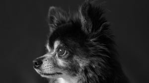 Illustration : "La police sauve 24 Chihuahuas maigres et privés d’eau, enfermés depuis des semaines dans une voiture"