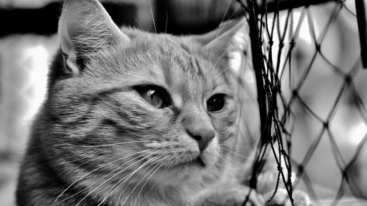Illustration : "Amputé mais vivant, un chat périgourdin visé par un tir de carabine réapprend à vivre aux côtés de ses propriétaires endeuillés et choqués"