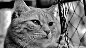 Illustration : "Amputé mais vivant, un chat périgourdin visé par un tir de carabine réapprend à vivre aux côtés de ses propriétaires endeuillés et choqués"