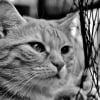 Illustration : Amput&eacute; mais vivant, un chat p&eacute;rigourdin vis&eacute; par un tir de carabine r&eacute;apprend &agrave; vivre aux c&ocirc;t&eacute;s de ses propri&eacute;taires endeuill&eacute;s et choqu&eacute;s